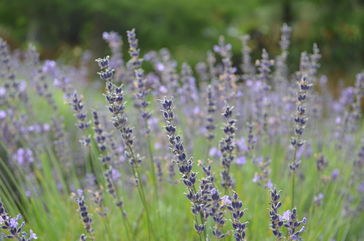 Lavender Hill Panzió Riverhead Kültér fotó